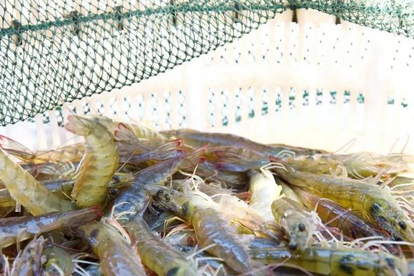 南美对虾养殖技术淡水怎么调水,养殖池如何建造