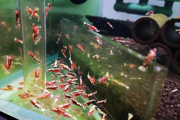 苏虾怎么养,怎么繁殖