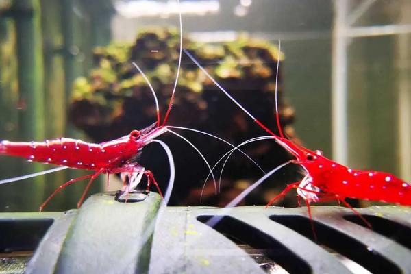 苏虾怎么养,怎么繁殖