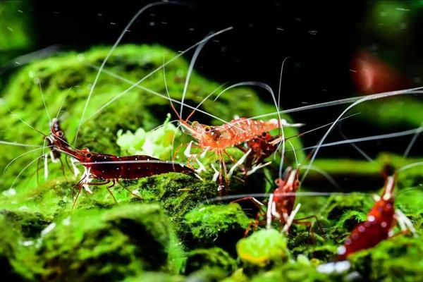 苏虾怎么养,怎么繁殖