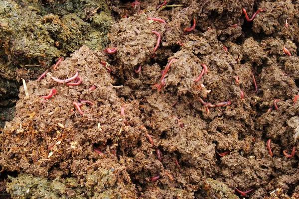 牛粪养蚯蚓的养殖技术,介绍无土养蚯蚓的方法