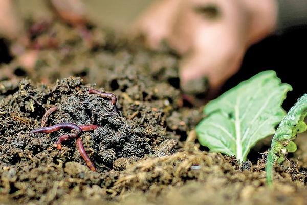 牛粪养蚯蚓的养殖技术,介绍无土养蚯蚓的方法