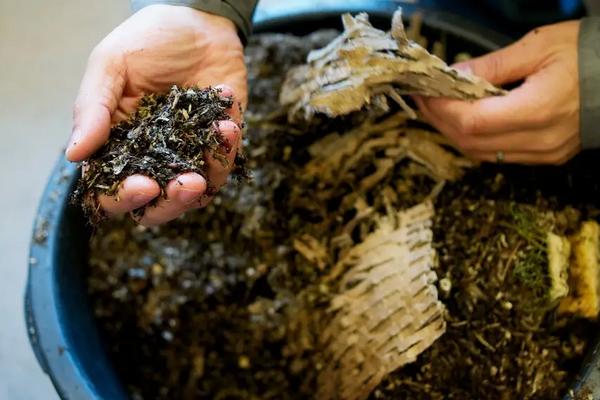 牛粪养蚯蚓的养殖技术,介绍无土养蚯蚓的方法