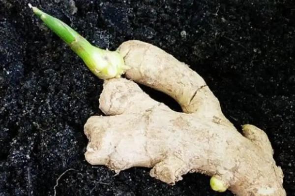 生姜的种植技术,生姜种如何保存