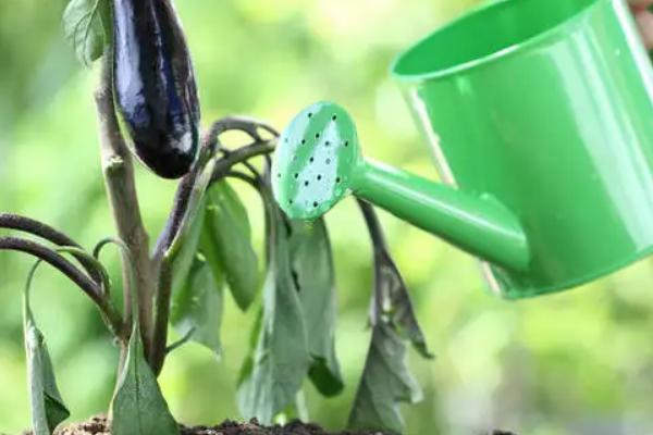 牛奶做叶面肥的方法,需要发酵还是不需要发酵