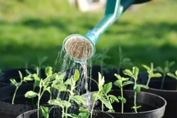 牛奶做叶面肥的方法,需要发酵还是不需要发酵