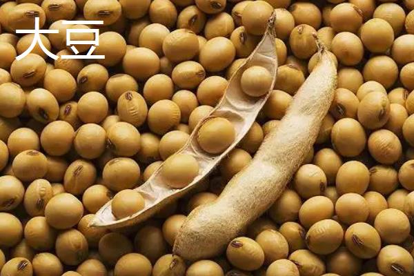蚕豆是大豆吗，附蚕豆的种植方法