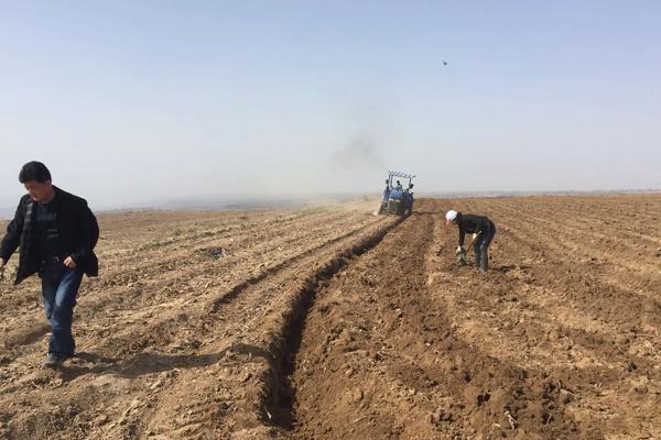 木耳菜怎么种,附冬季种植方法