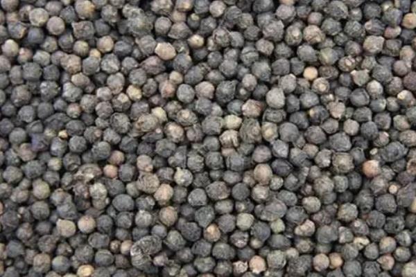 木耳菜怎么种,附冬季种植方法