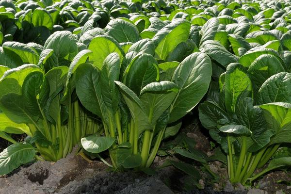 菠菜亩产,附种植方法