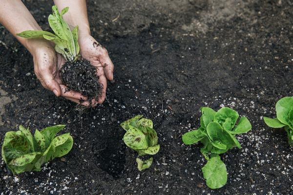 冬菠菜亩产量一般能达到多少,附种植方法