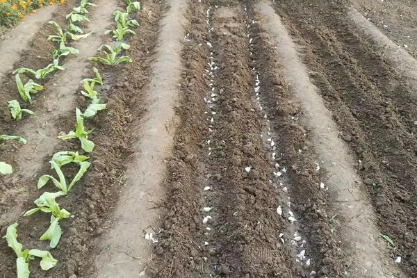 冬菠菜亩产量一般能达到多少,附种植方法