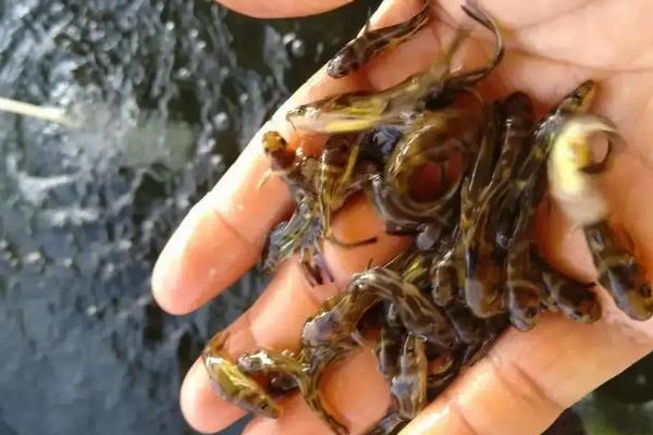 黄颡鱼一年可以养几批,附养殖技术