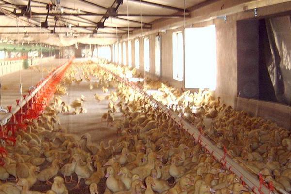 小鸭子喂养注意事项,附养殖方法