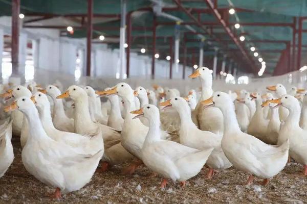 家养鸭子冬天在外面能过冬吗,附养殖方法