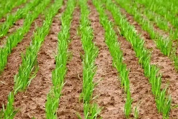 长城以北种植什么小麦,附种植技术与管理施肥