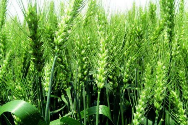 小麦11月种晚不晚，种小麦的步骤