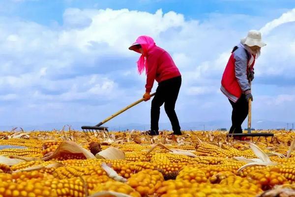 玉米种植方法步骤，玉米籽去年的可以种吗