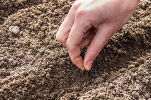 萝卜产量一亩有多少斤,附种植方法