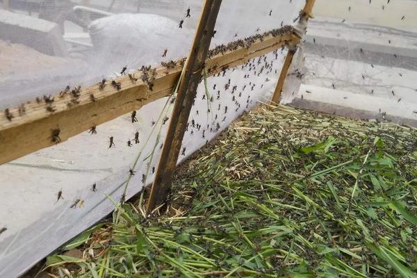 抓来的蚂蚱怎么养,蛐蛐、蝈蝈、蚂蚱、蚱蜢、蝗虫到底怎么区别