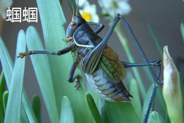 抓来的蚂蚱怎么养,蛐蛐、蝈蝈、蚂蚱、蚱蜢、蝗虫到底怎么区别