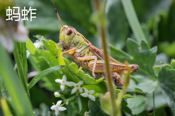 抓来的蚂蚱怎么养,蛐蛐、蝈蝈、蚂蚱、蚱蜢、蝗虫到底怎么区别