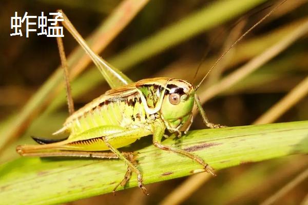抓来的蚂蚱怎么养,蛐蛐、蝈蝈、蚂蚱、蚱蜢、蝗虫到底怎么区别