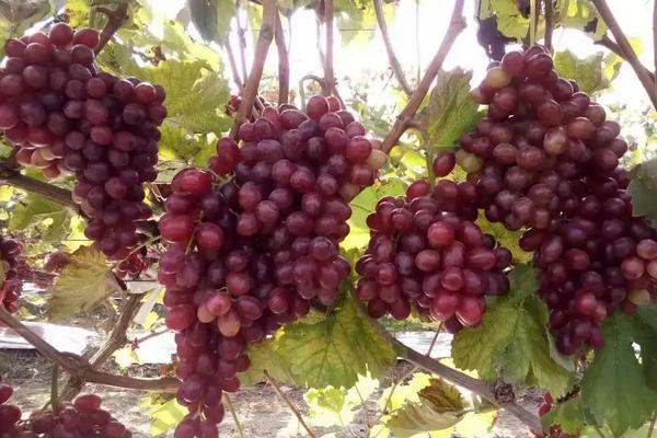 克伦生葡萄种植技术及技巧，附该品种的特点