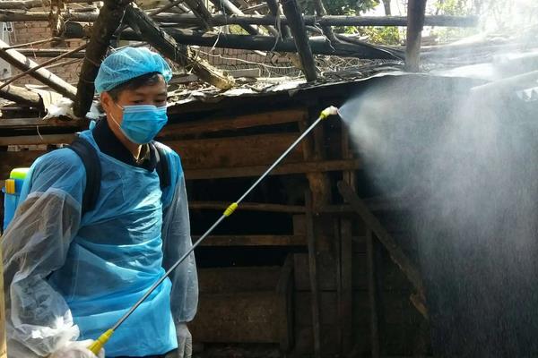 羊人工授精方法和步骤,羊人工授精的优缺点