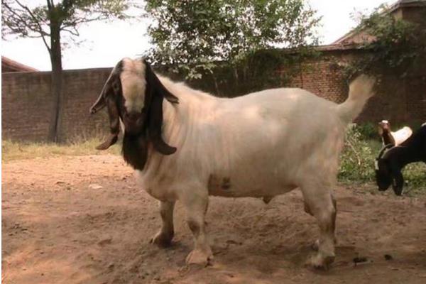 羊人工授精方法和步骤,羊人工授精的优缺点