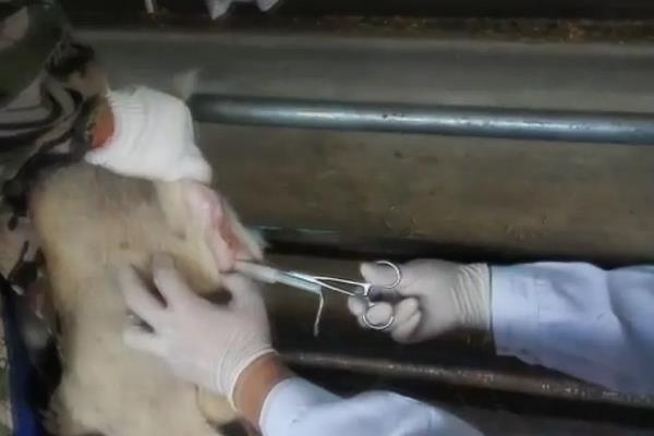 羊人工授精方法和步骤,羊人工授精的优缺点
