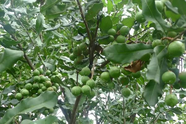 澳洲坚果种植技术管理,株距和行距的标准是多少