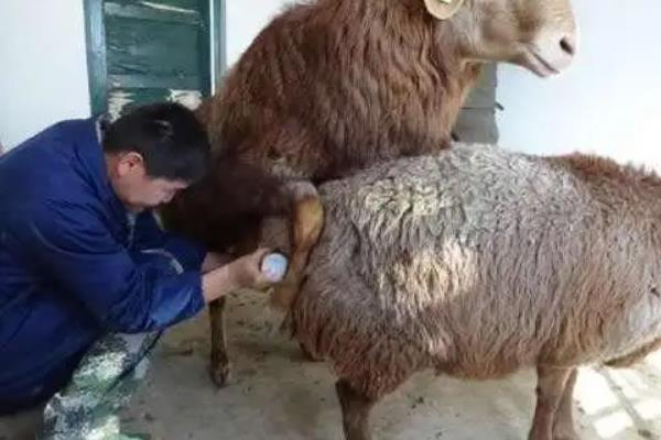 羊人工授精方法和步骤,羊人工授精的优缺点