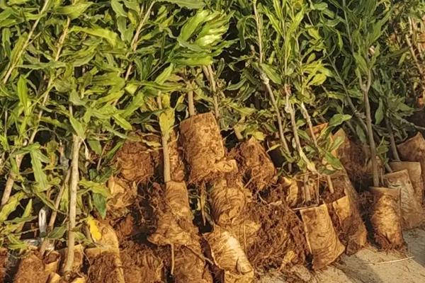 澳洲坚果种植技术管理,株距和行距的标准是多少