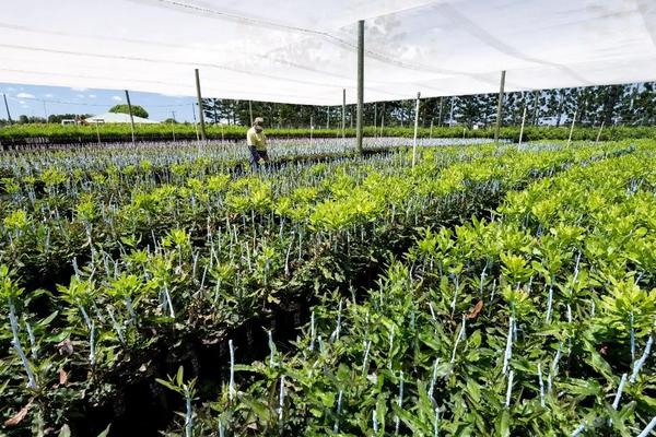 澳洲坚果种植技术管理,株距和行距的标准是多少