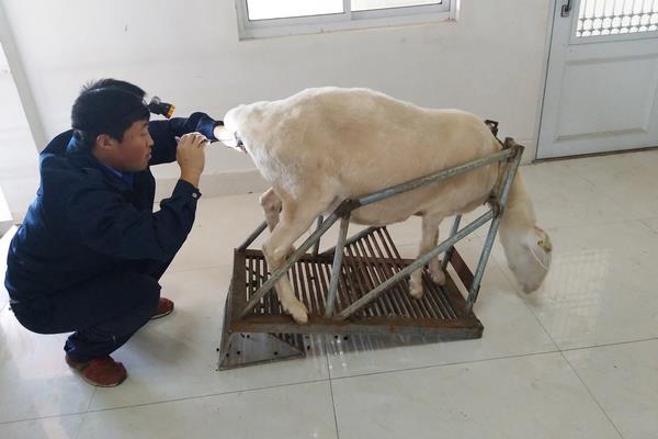 羊人工授精方法和步骤,羊人工授精的优缺点