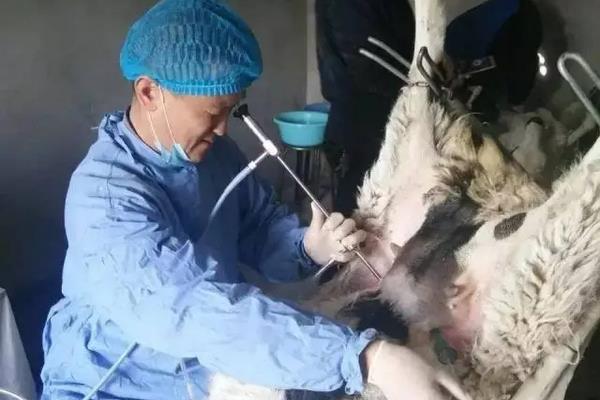 羊人工授精方法和步骤,羊人工授精的优缺点