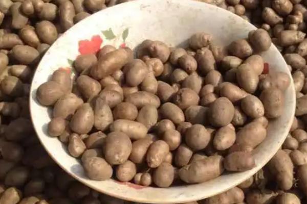 山药一亩地能产多少斤,附种植方法