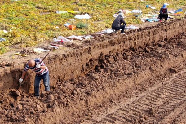 山药一亩地能产多少斤,附种植方法