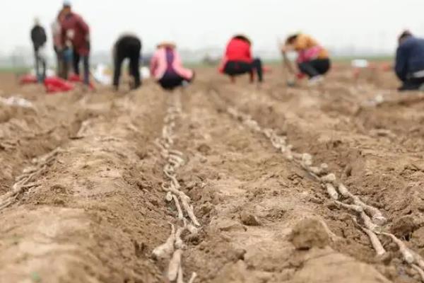 山药一亩地能产多少斤,附种植方法