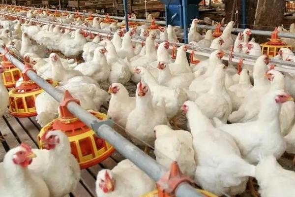 45天笼养肉鸡养殖技术，附养肉鸡的利润与成本