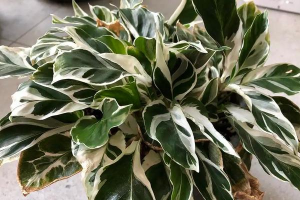 油画竹芋怎么养,用什么肥料好