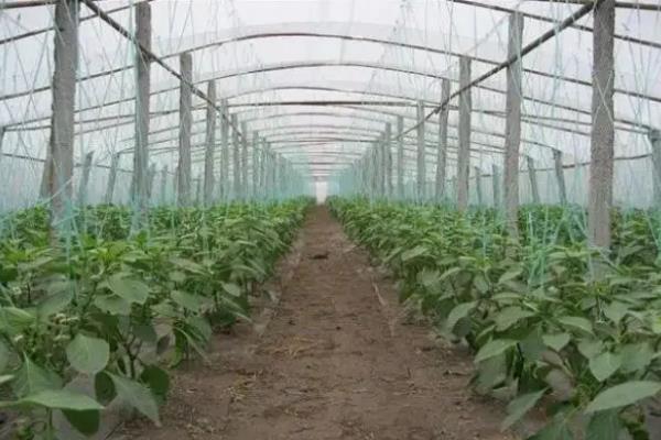 辣椒成熟的季节是几月,附种植方法