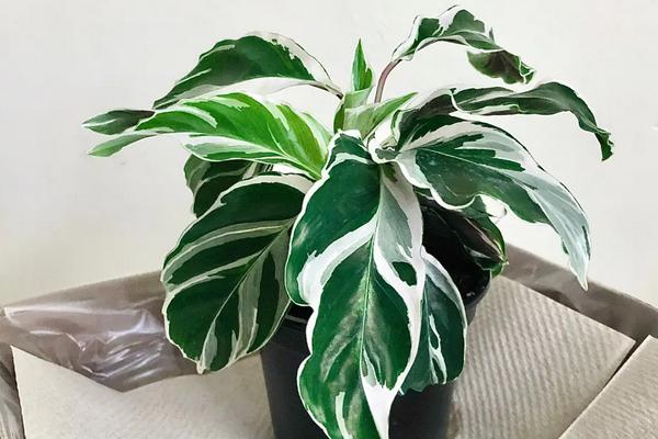 油画竹芋怎么养,用什么肥料好