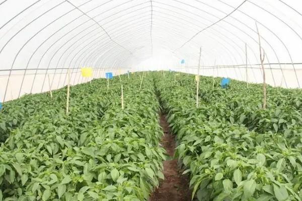 大棚辣椒亩产量一般能达到多少，附种植方法