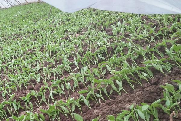 辣椒适合什么土壤种植,附辣椒种植方法