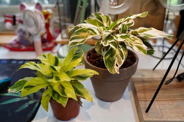 油画竹芋怎么养,用什么肥料好