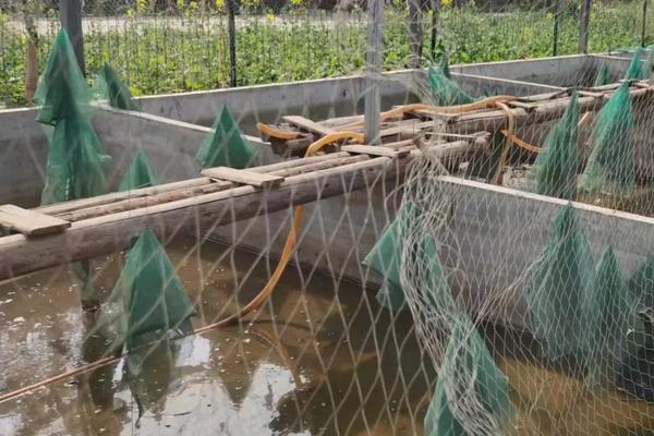 水鱼养殖方法与技术，水鱼是甲鱼吗