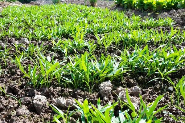 空心菜施什么肥长得快,附种植方法和时间