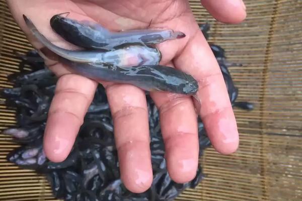 塘角鱼养多少个月,附养殖方法